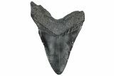 Fossil Megalodon Tooth - South Carolina #306293-1